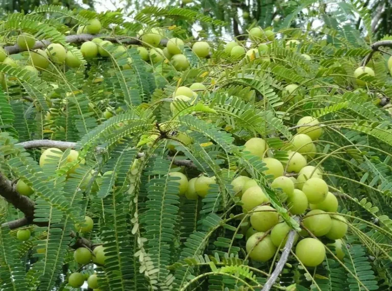 amla-farming8-2025-11-de9e53e822134689d6aac0bc99ad180d