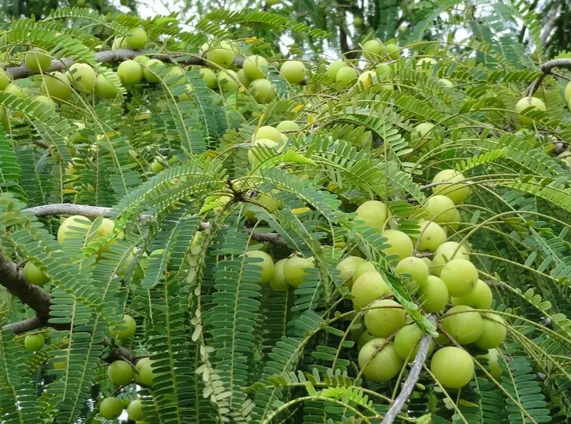 amla-farming8-2025-11-de9e53e822134689d6aac0bc99ad180d